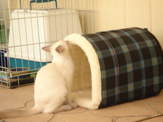 Stress-Free Cats — Llandilo, NSW — Abbeyvale Boarding Cattery