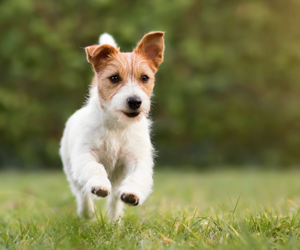 Photo of a dog running