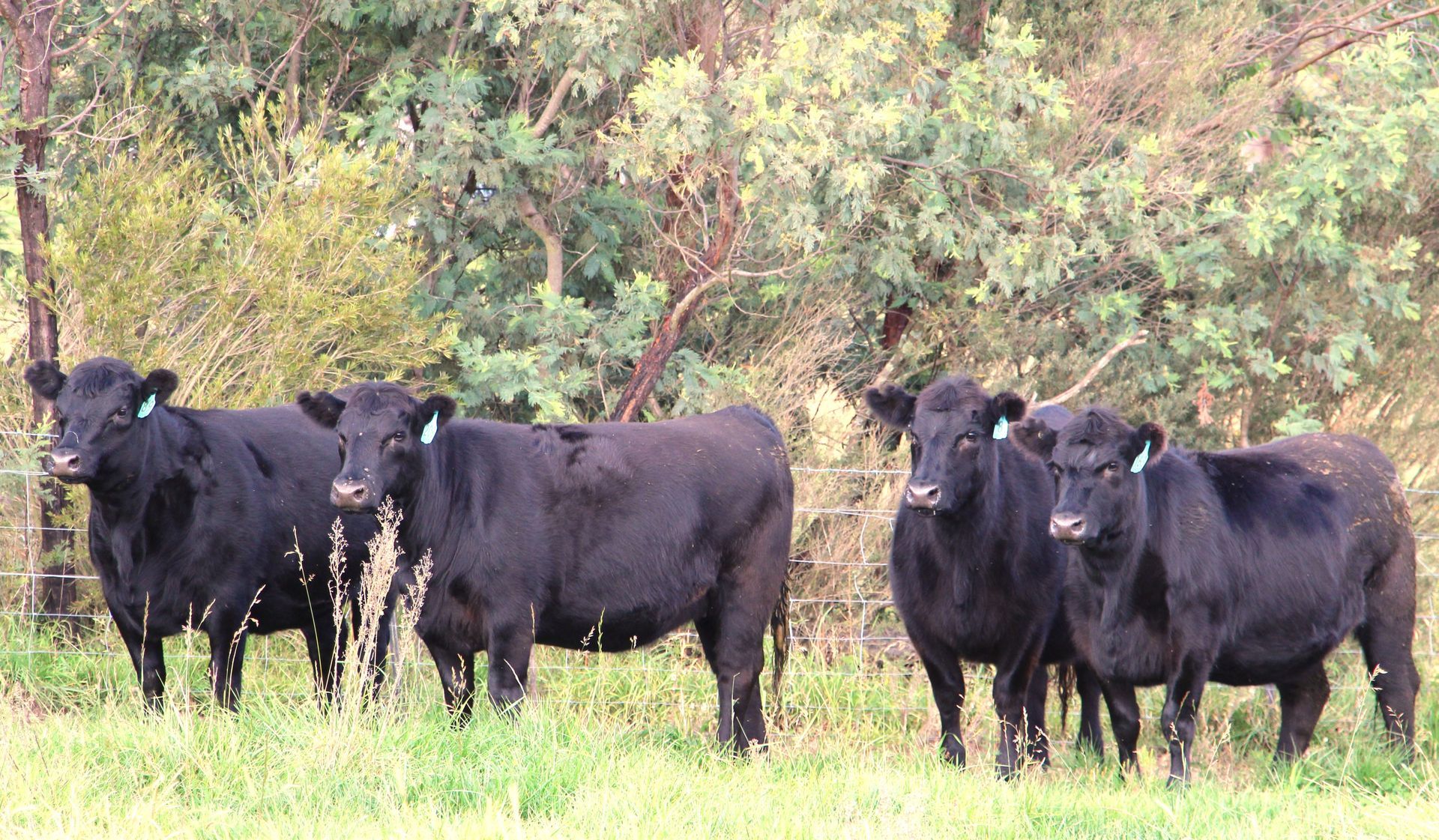 16 EU PTIC Angus X Angus Heifers