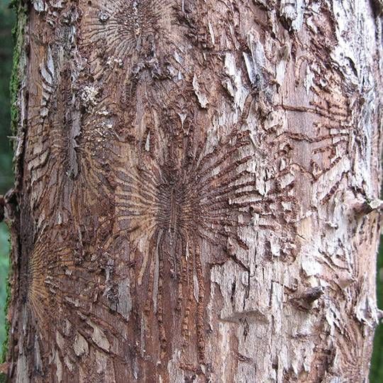 photo of what dutch elm disease looks like