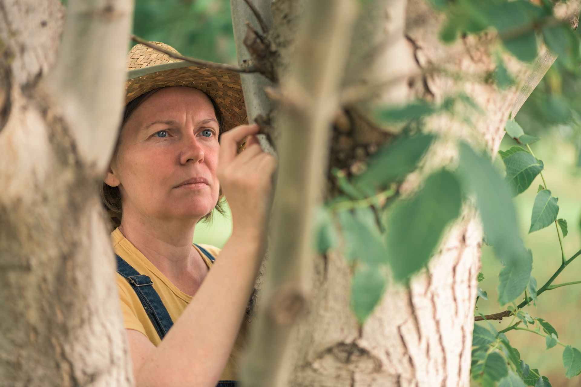 a female homeowner examining on of her trees for possible tree disease