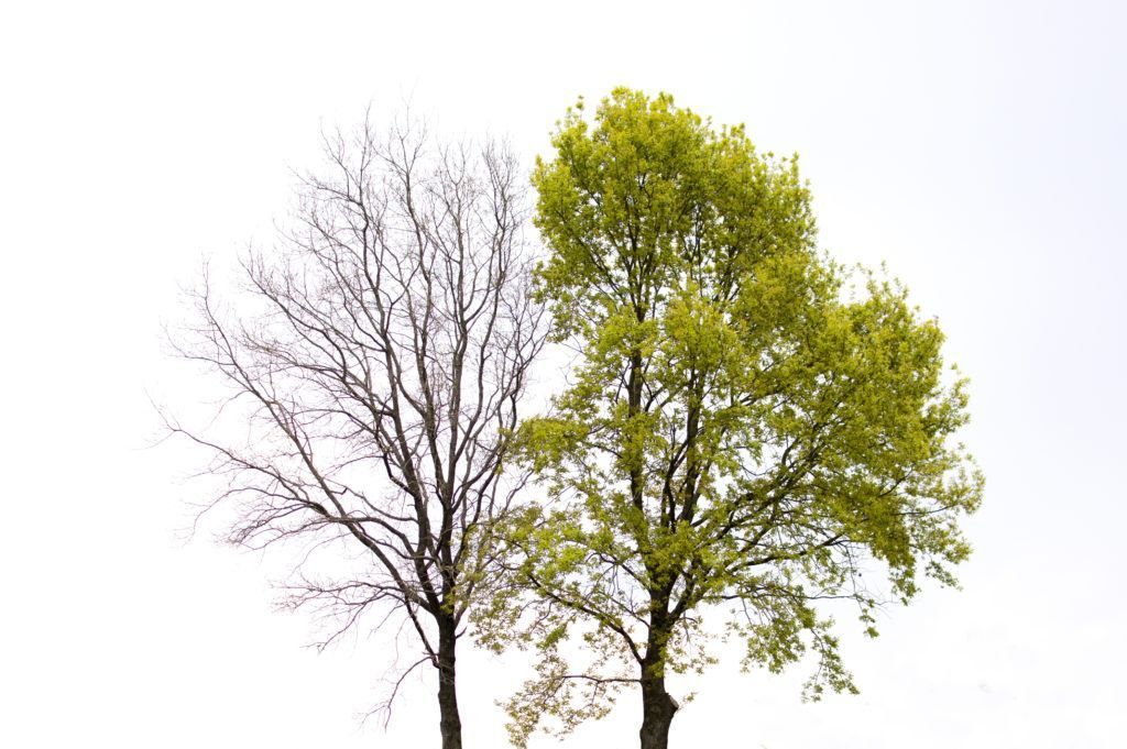 what an unhealthy tree looks like versus what a healthy tree looks like