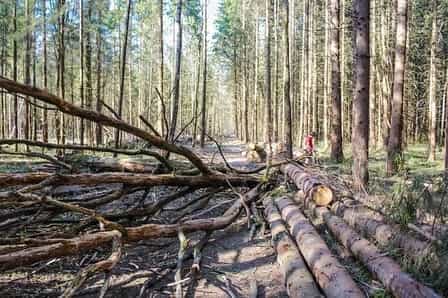 tree logs and trees on the ground