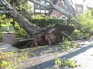 fallen tree in front of a commercial building