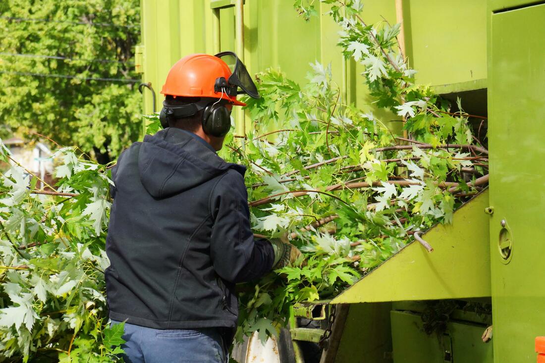 tree expert putting tree limbs into a wood chipper