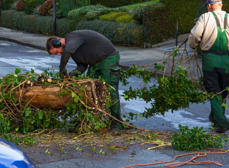 commercial and residential tree services