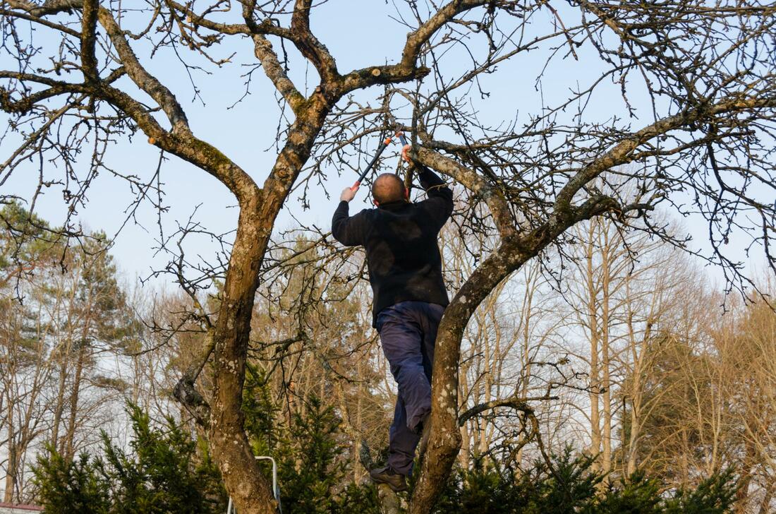 arborist standing on a tree limb trimming some branches off of the tree