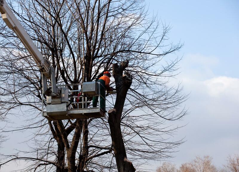 tree trimming and tree pruning