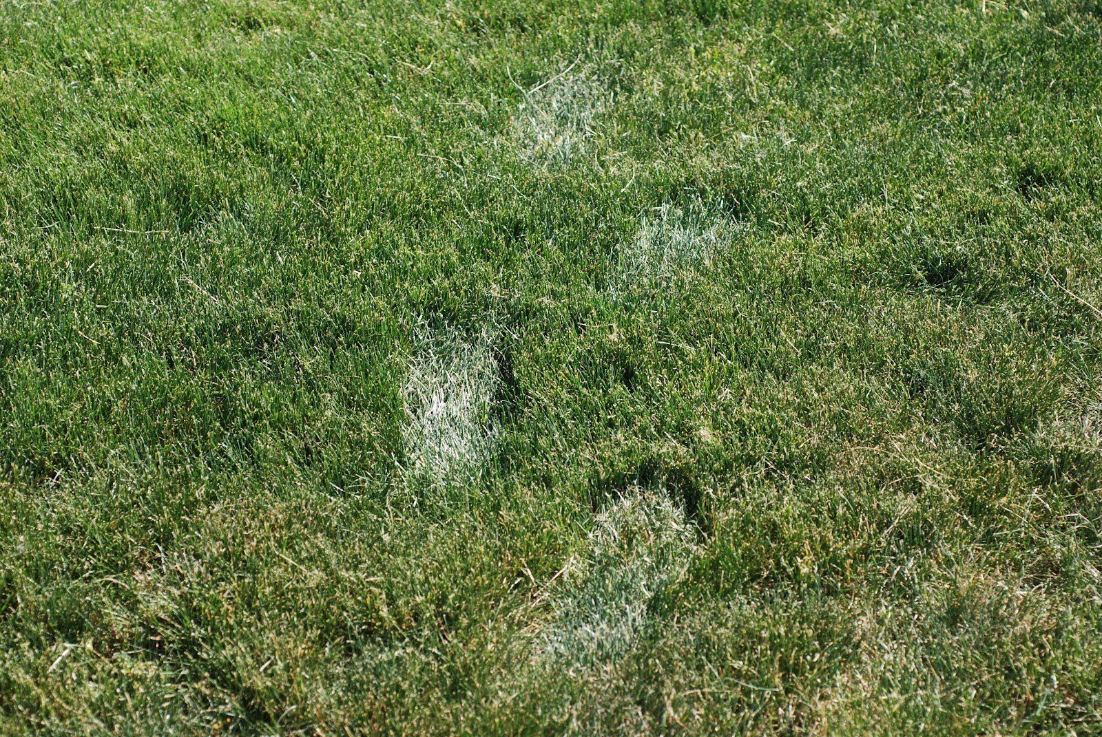 A field of green grass with wilt spots from walking on it during drought