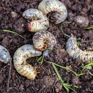 grubs on dirt