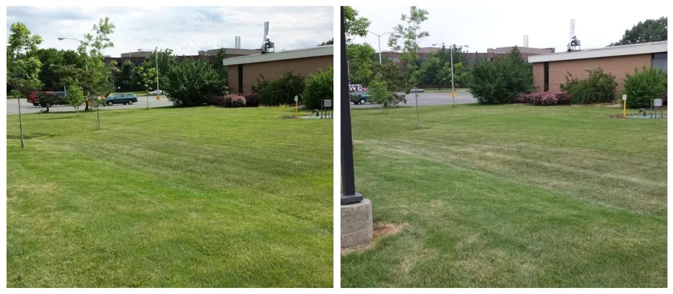 A before and after picture of a lush green lawn