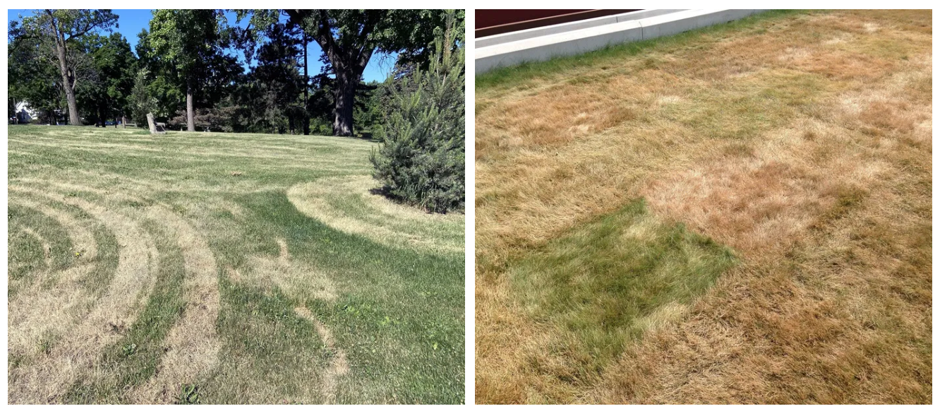 images showing different drought damages to turf