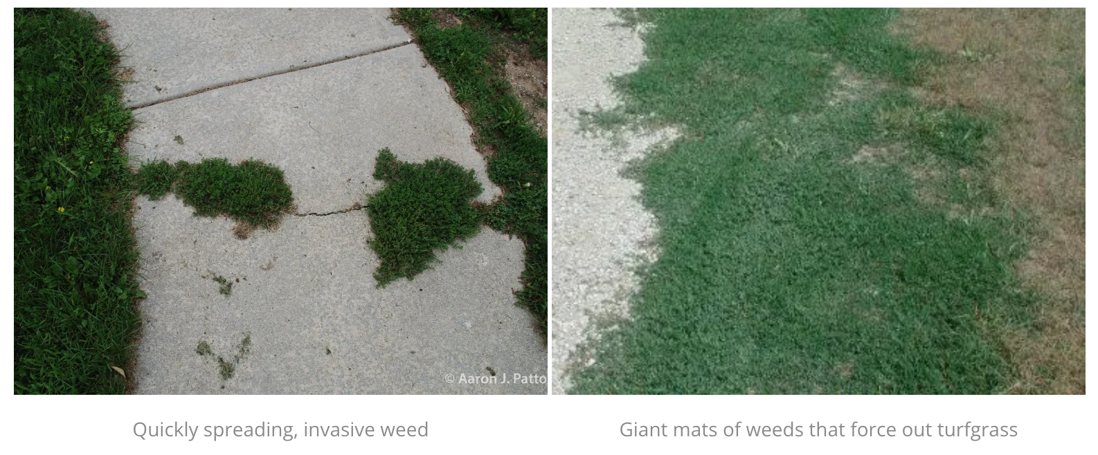 A picture of a sidewalk with weeds growing on it and a picture of a sidewalk with weeds growing on it.