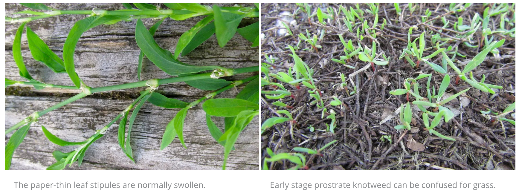 A picture of a plant with green leaves and a picture of a plant sprouting from soil