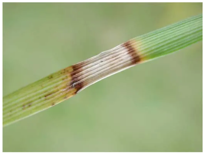 A close up of a plant stem with brown spots on it.