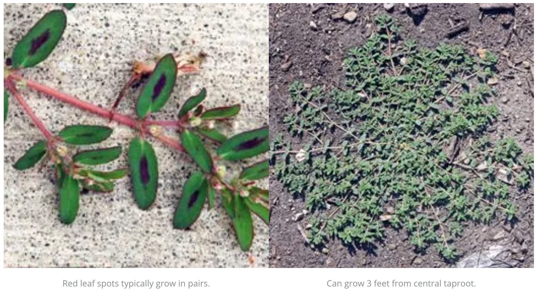 A picture of a plant and a picture of a plant on the ground.