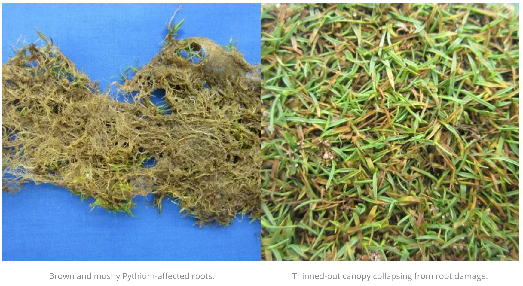 A close up of a piece of grass with root rot next to a close up of a piece of grass that has thinned out