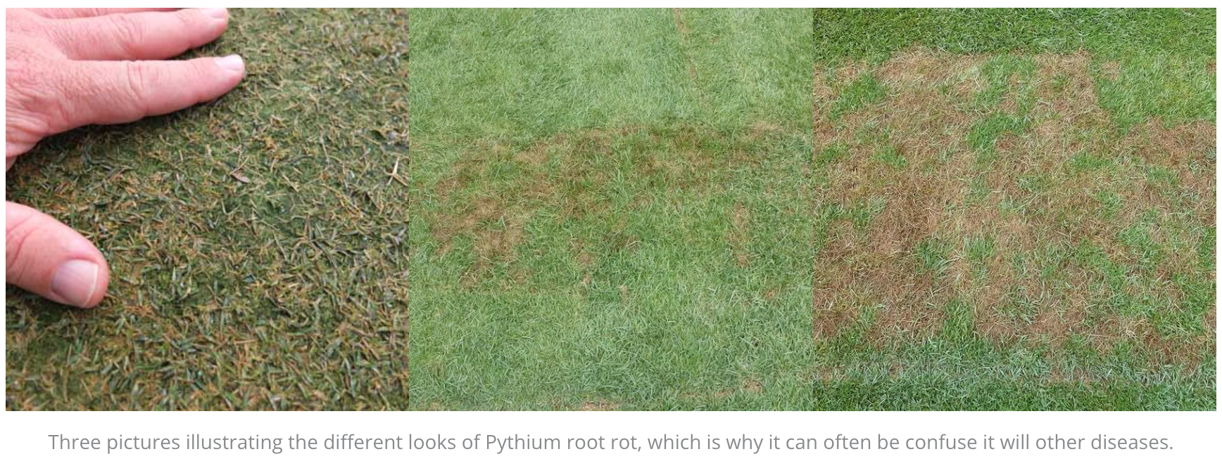an image showing the damage pythium root rot does to grass