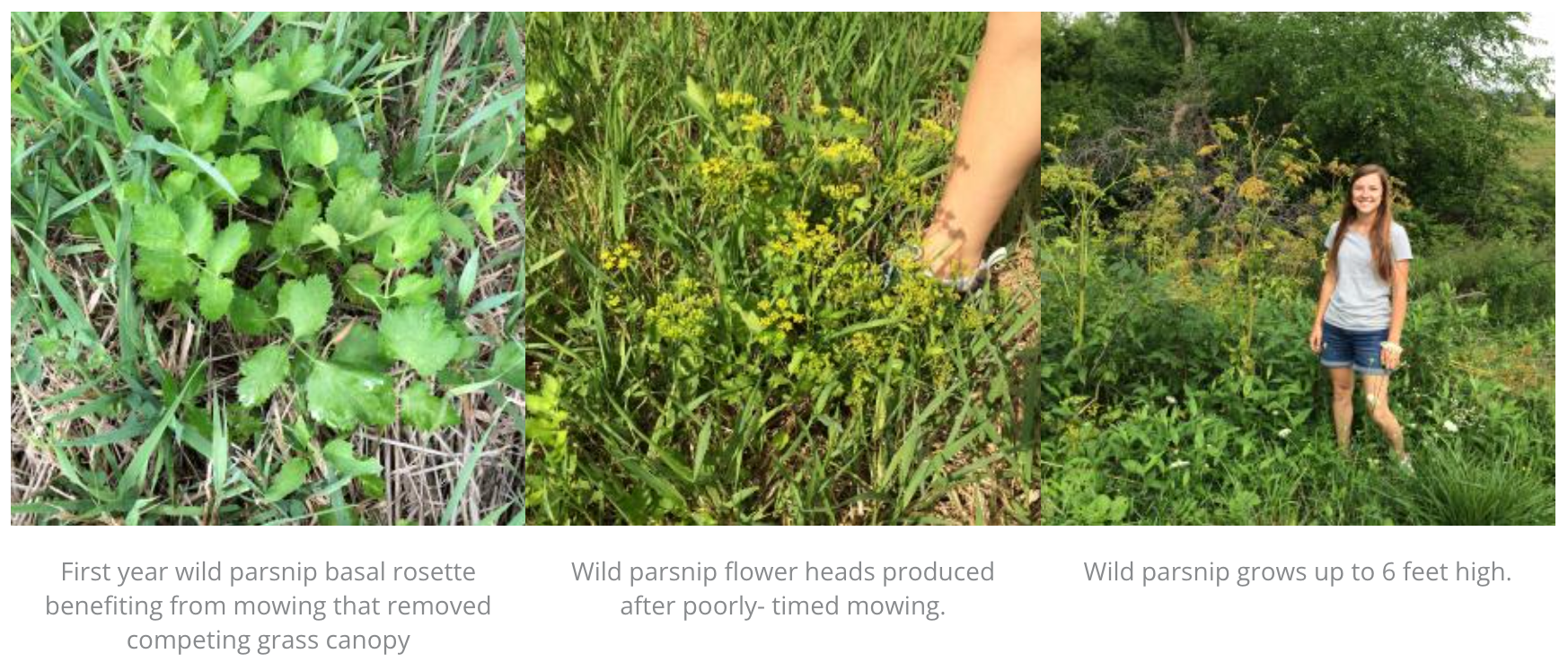 A woman is standing in the grass next to a plant.