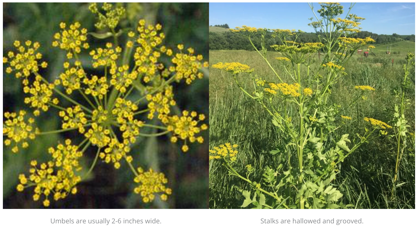 A picture of a plant with yellow flowers and a picture of a field with yellow flowers