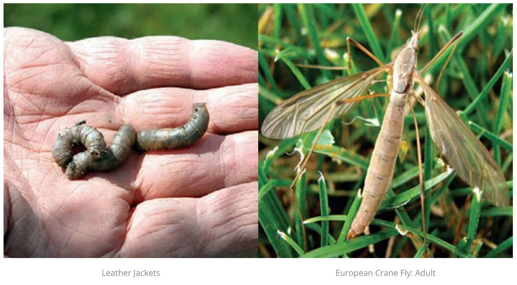 A person is holding a worm in their hand next to a picture of a cranefly