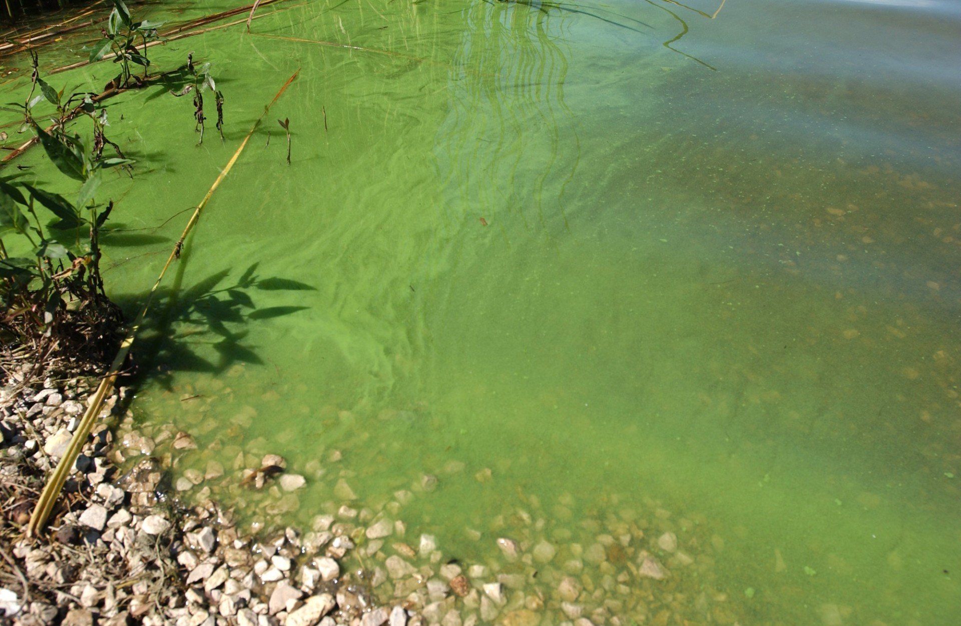 A lake filled with green algae and rocks.