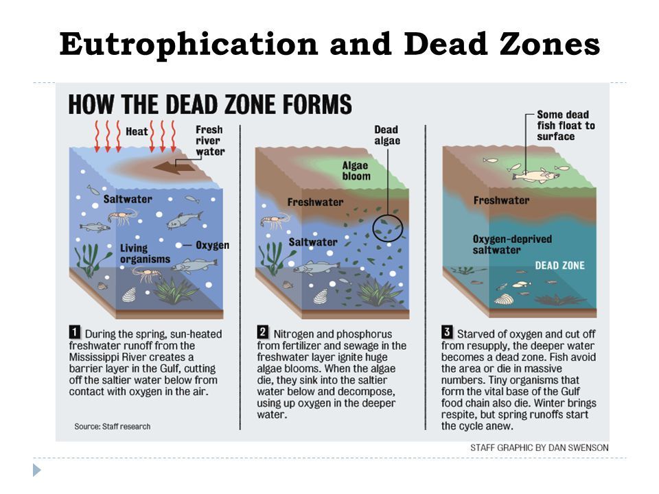 a diagram shoiwng how the dead zone forms with algae in water
