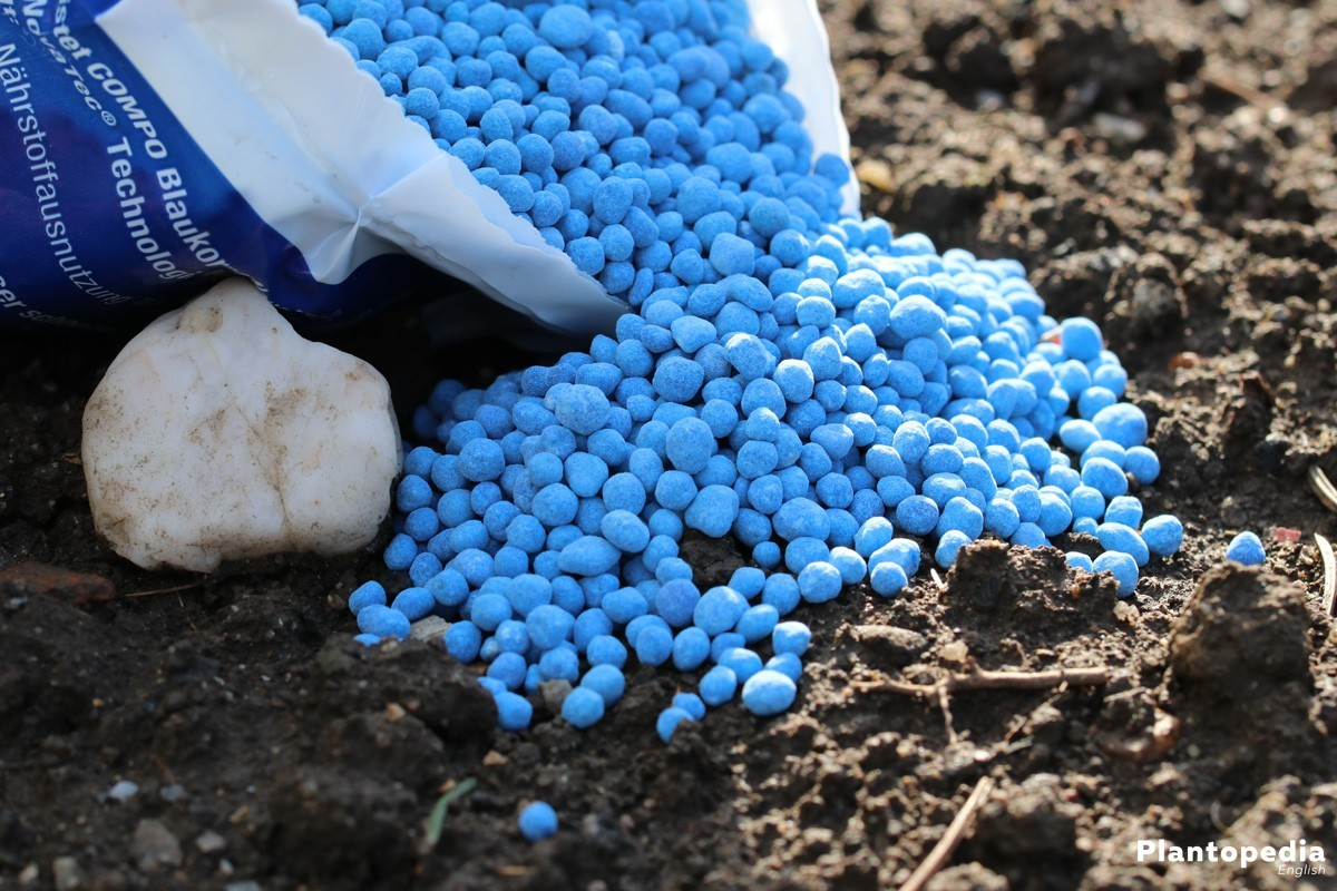 A bag of blue fertilizer is being poured into the ground