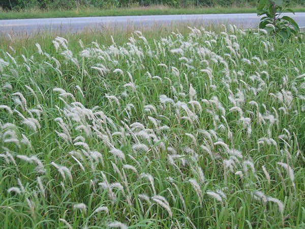 A field of tall grass with white flowers blowing in the wind.