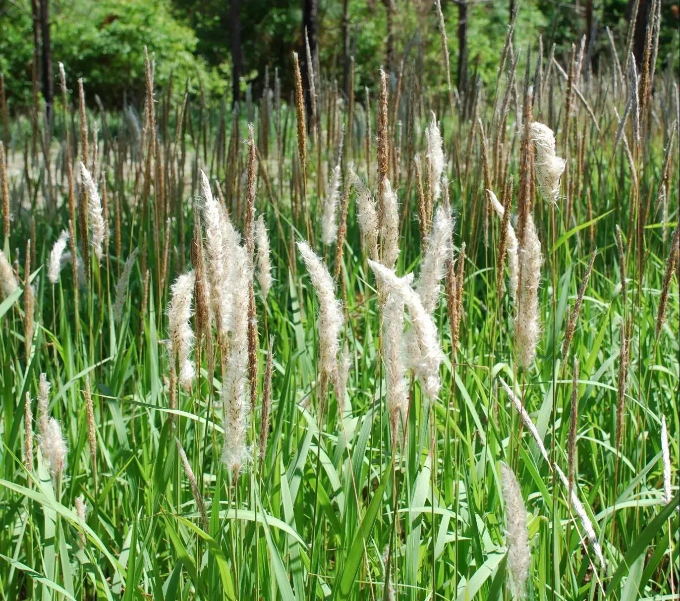 A field of tall grass with trees in the background.