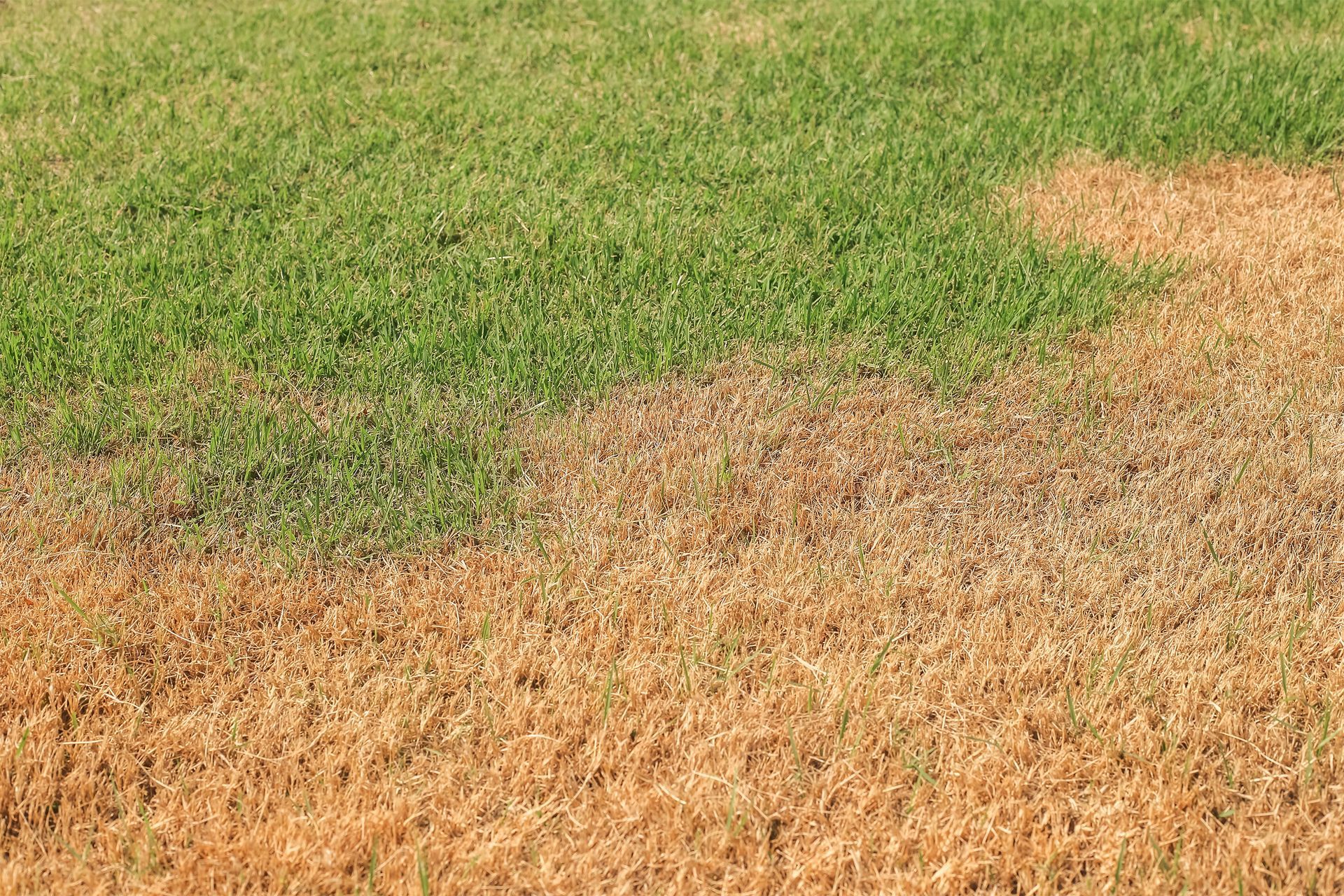 A lawn with a lot of green grass and a lot of brown grass.
