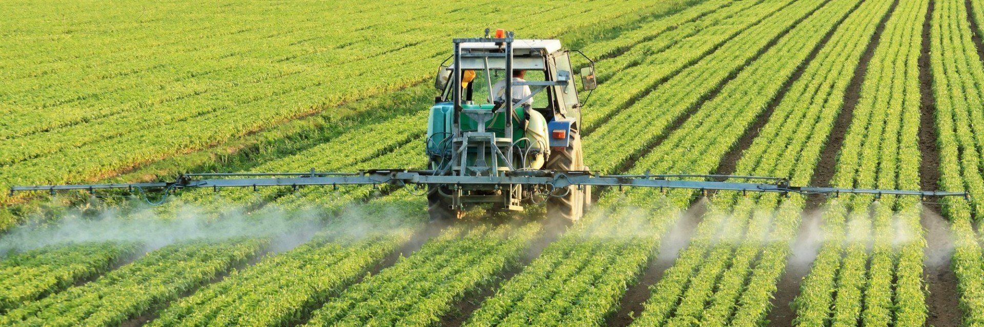 A tractor is spraying a field of plants with a sprayer.