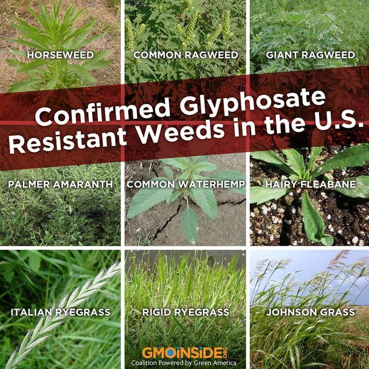 Confirmed glyphosate resistant weeds in the u.s.