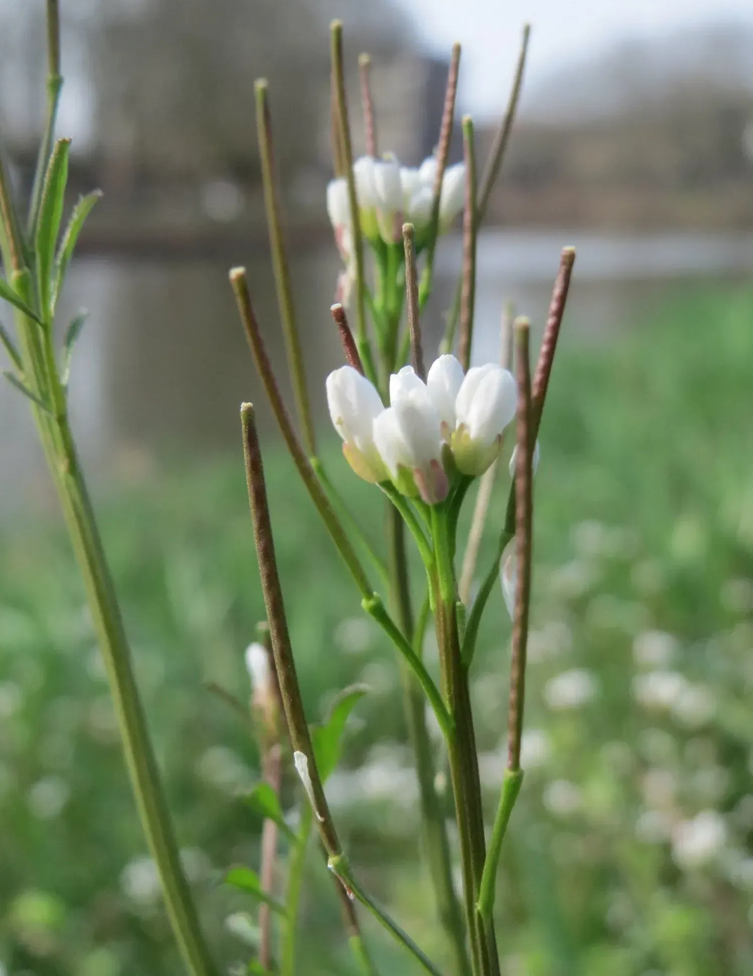 A close up of a plant with white flowers and green leaves