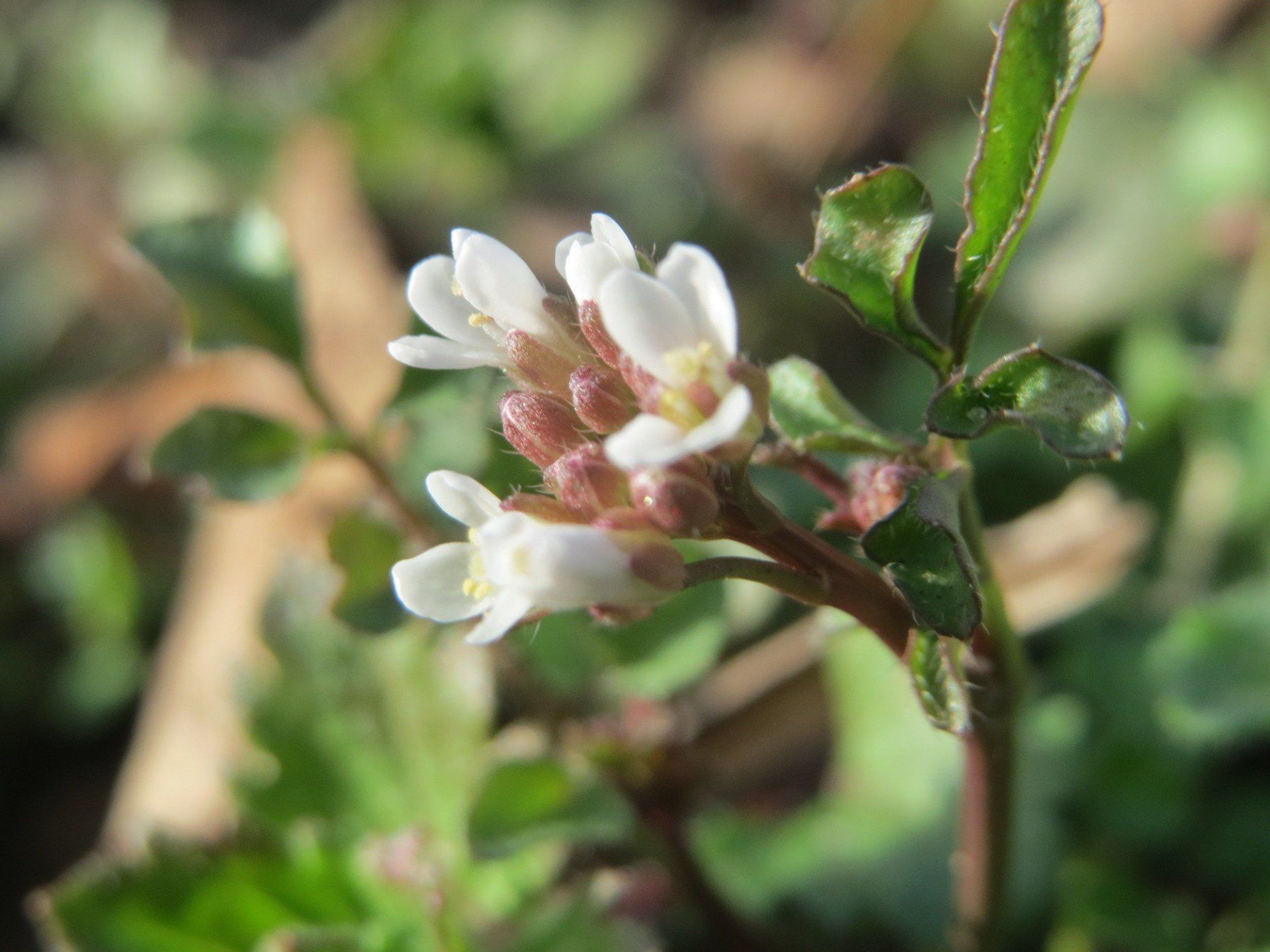 A close up of a plant with white flowers and green leaves.