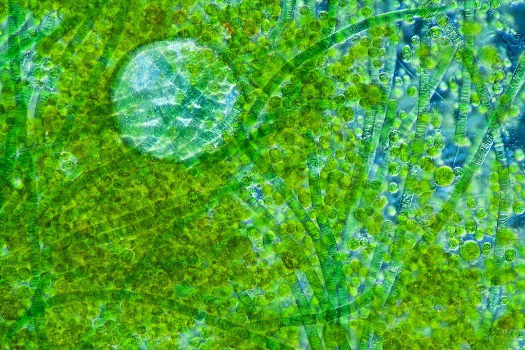 A microscopic close up of green algae
