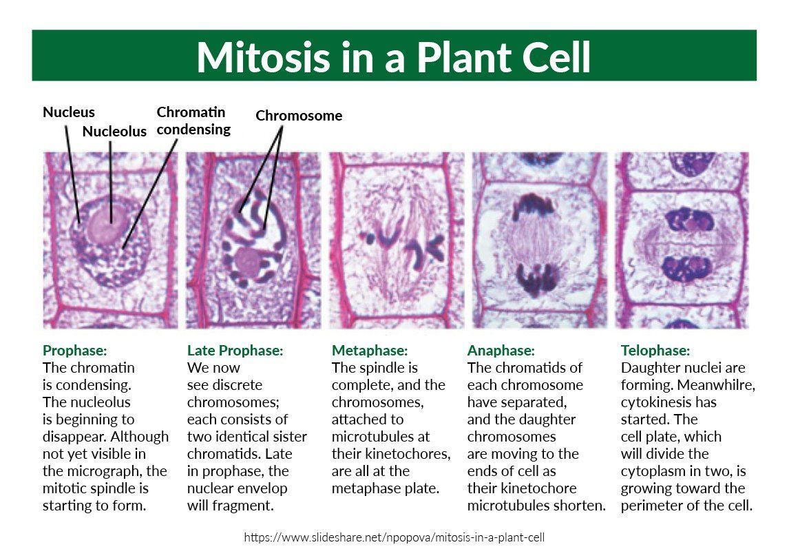 A diagram of mitosis in a plant cell
