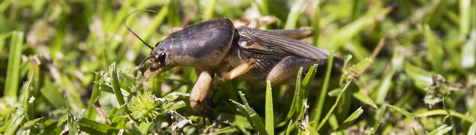A close up of a mole cricket in the grass.