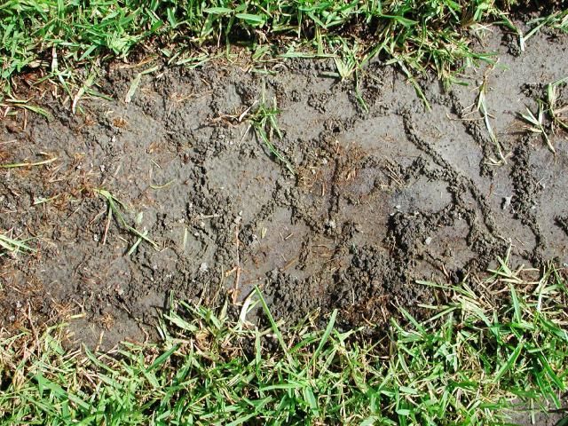 A close up of a muddy patch of grass