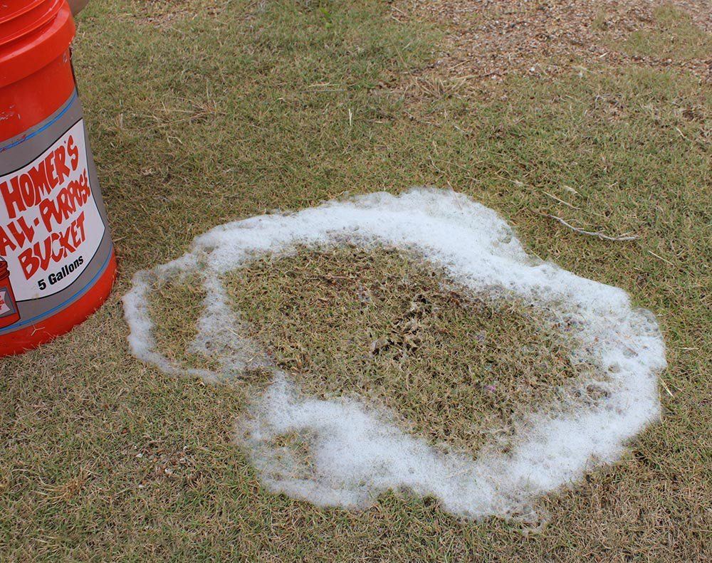 a soapy water test is being done on grass for mole crickets