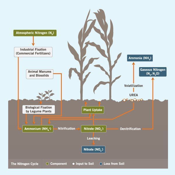 A diagram showing the nitrogen cycle of a plant