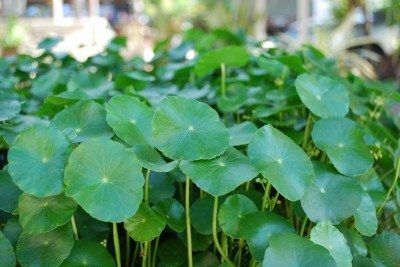 A close up of dollarweed