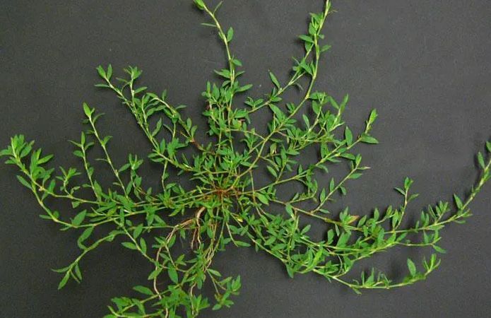 A close up of a green plant on a black background