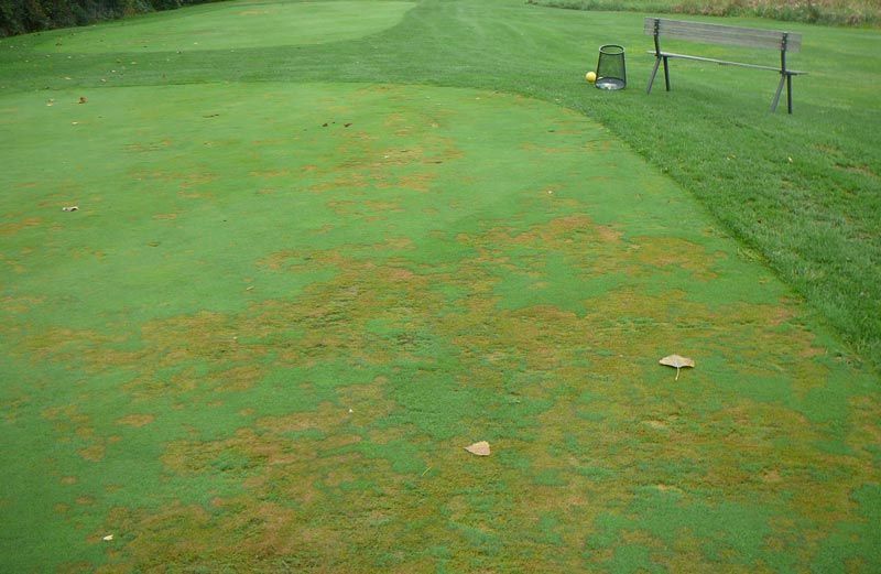 A green golf course with a bench in the background. pythium root rot damage is shown