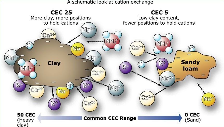 A diagram of clay and sandy loam shows a schematic look at cation exchange