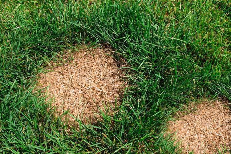 A close up of a lawn with brown spots on it.