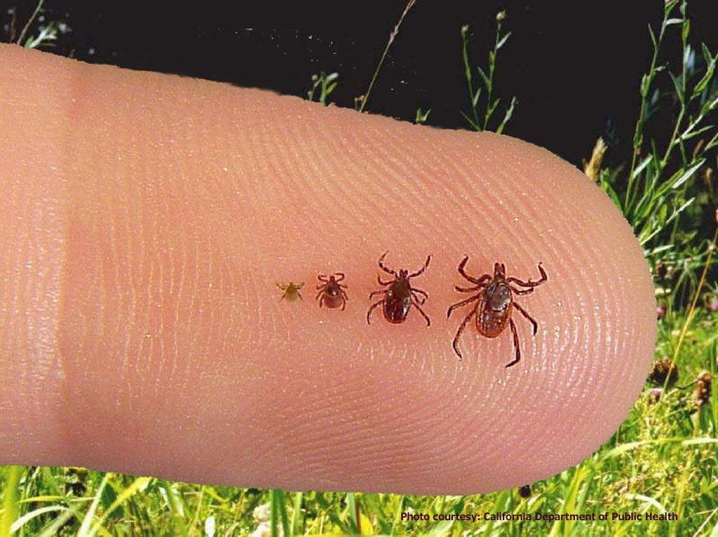 A person 's finger with four different sizes of ticks on it