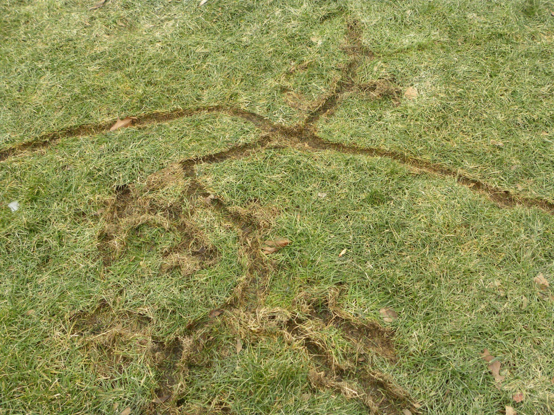 A close up of a lawn with vole burrows