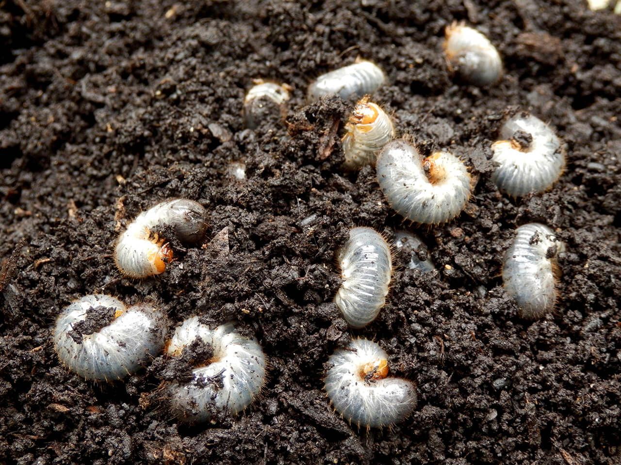 A bunch of grubs are sitting on top of a pile of dirt.
