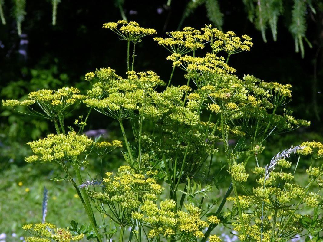 A close up of a plant with yellow flowers and green leaves
